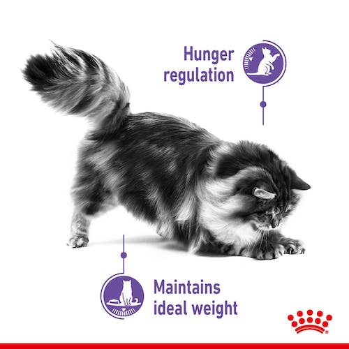 Royal Canin Appetite Control Care karma mokra w galaretce dla kotów dorosłych, domagających się jedzenia saszetka 85g karma dla kota - obrazek 2