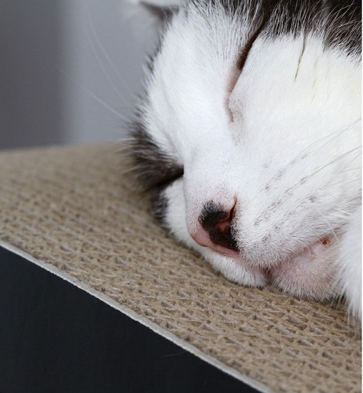 MyKotty Drapak Vigo czarny - obrazek 5