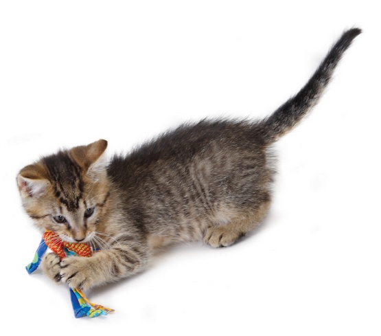 Petstages Gryzaki do higieny zębów kota PS326 - obrazek 5