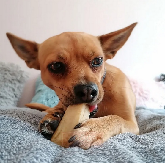 4DOGS Gryzak z sera himalajskiego Churpi Original L karma dla psa - obrazek 9