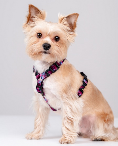 CHABA Szelki Guard Story III L 2,5cm Lakota - obrazek 4