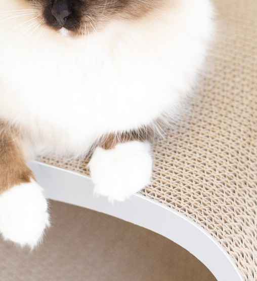 MyKotty Drapak Lui siwy - obrazek 4