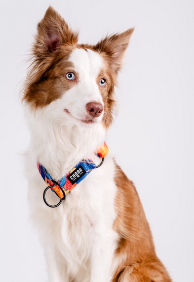 CHABA Obroża półzaciskowa Story III M Aussie - obrazek 4