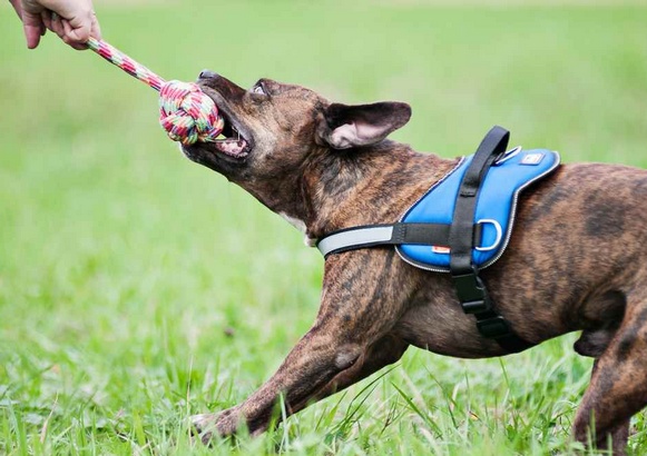 Dingo Piłka plecionka ze sznura 250g/27cm - obrazek 2