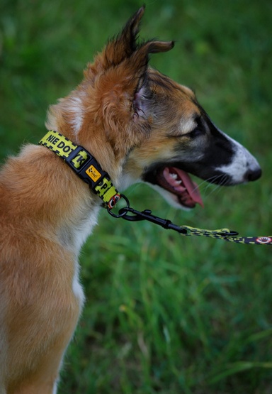 Dingo Obroża regulowana City - Nie Dotykaj 4,0cm/75cm - obrazek 3