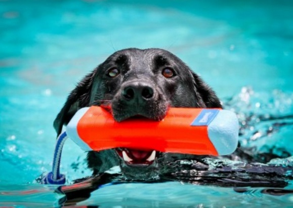 Chuckit! Amphibious Bumper Medium zabawka dla psa - obrazek 3