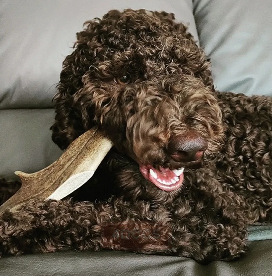 4DOGS Gryzak z poroża daniela S karma dla psa - obrazek 4