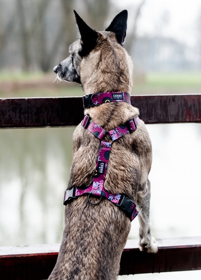 CHABA Szelki Guard Story III L 2,5cm Lakota - obrazek 5