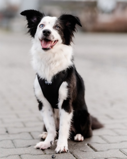 CHABA Szelki Guard Comfort Classic S czarne - obrazek 9