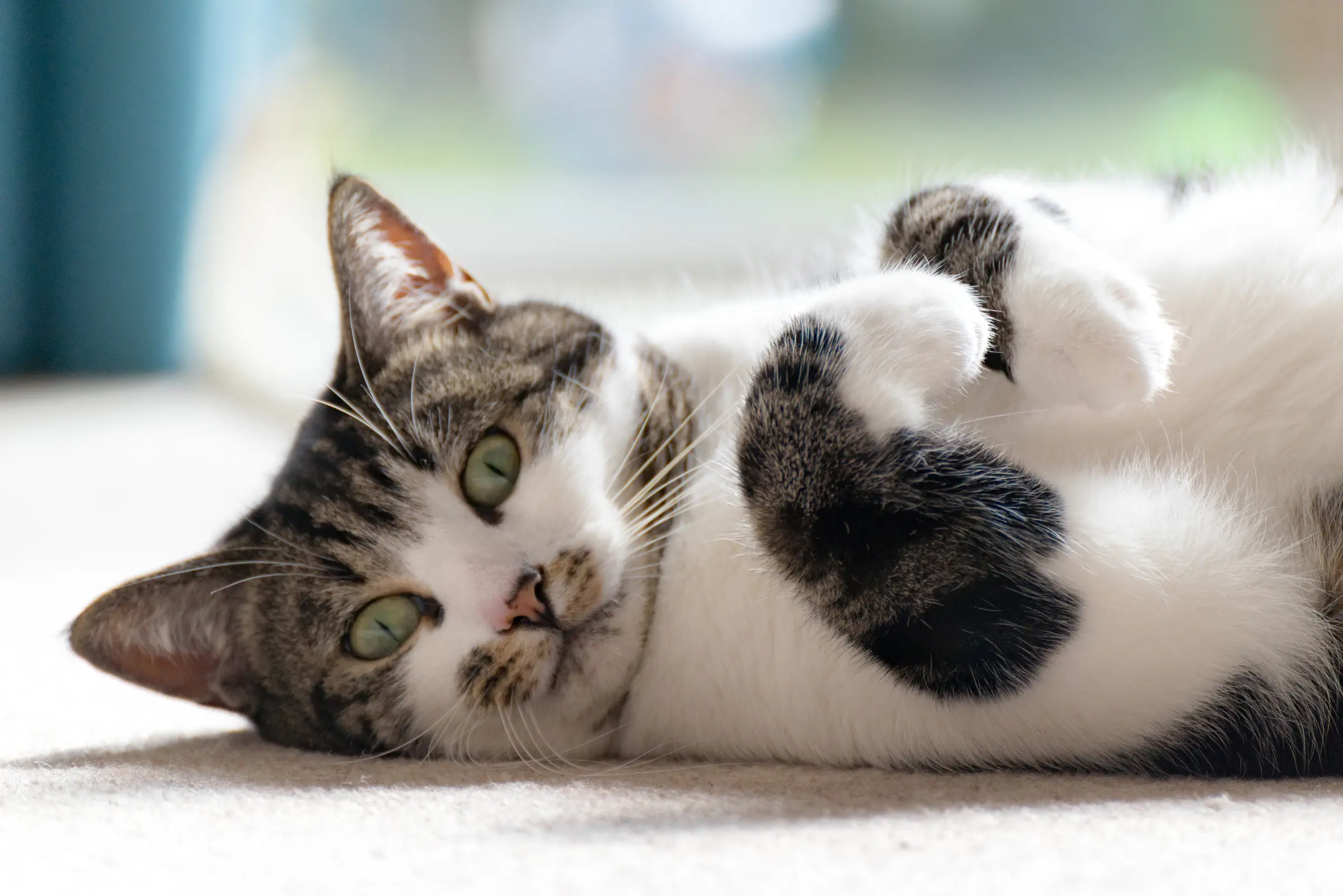 Jak dbać o zdrowie kota Poradnik dla początkujących właścicieli