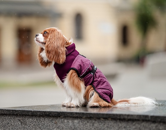 Chaba Kubrak Regulowany Chic M burgundy - obrazek 7