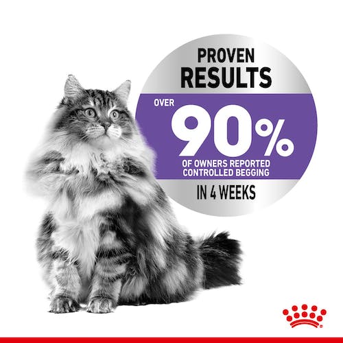 Royal Canin Appetite Control Care karma mokra w galaretce dla kotów dorosłych, domagających się jedzenia saszetka 85g karma dla kota - obrazek 3
