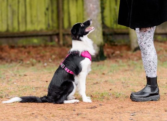 CHABA Szelki Guard Comfort Classic S fuksja - obrazek 9