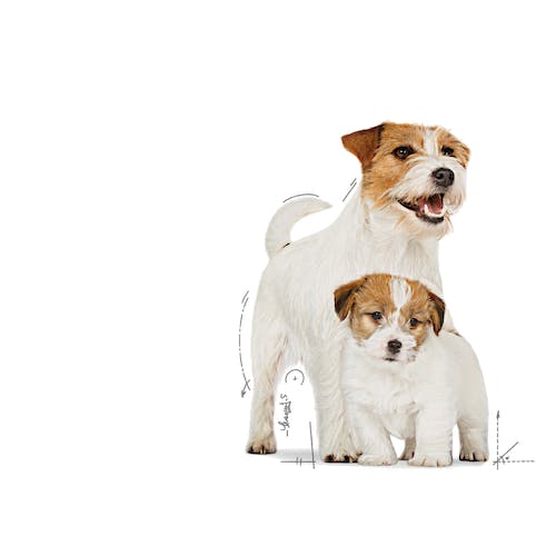 Royal Canin Starter Mother&Babydog karma mokra - mus, dla suk w czasie ciąży, laktacji oraz szczeniąt puszka 195g karma dla psa - obrazek 5
