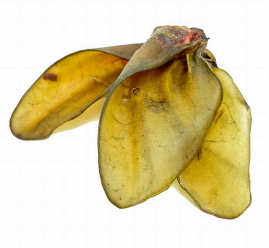 Balto Ucho wołowe 1szt. karma dla psa